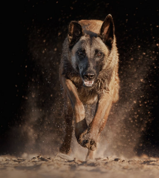 Nutrición Holística: El secreto para una vida más larga y feliz