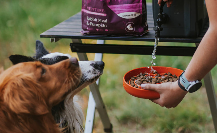 ¿Bebe tu perro suficiente agua? Consejos de hidratación para perros en climas cálidos.