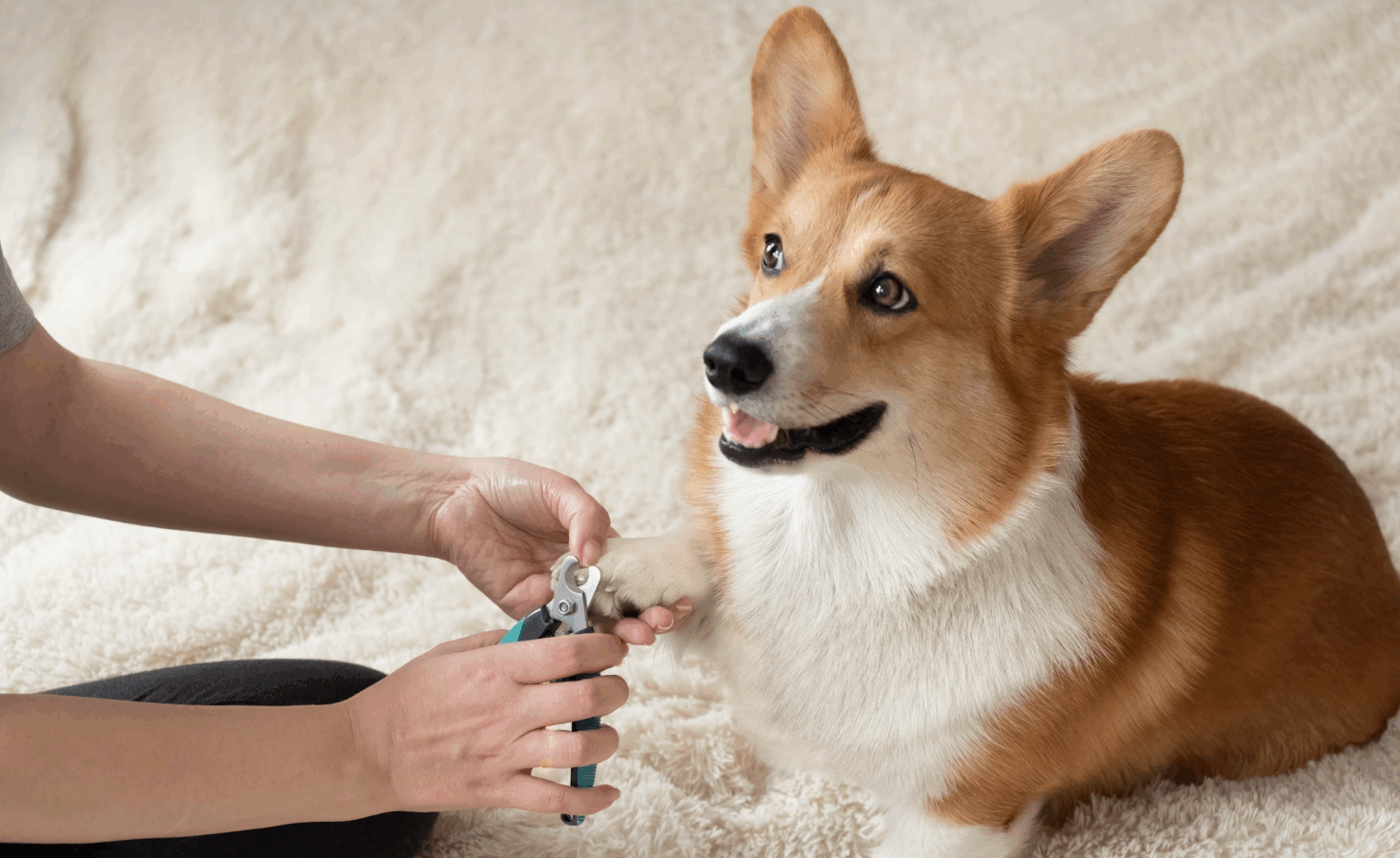 Cómo cortar las uñas de tu perro de forma segura