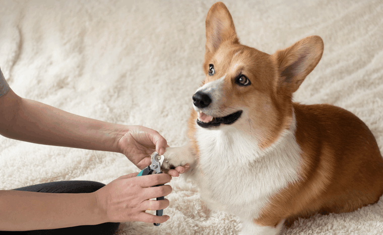 Cómo cortar las uñas de tu perro de forma segura