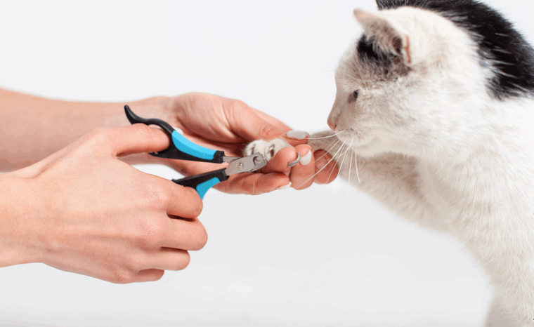 ¿Cómo cortar las uñas de un gato?