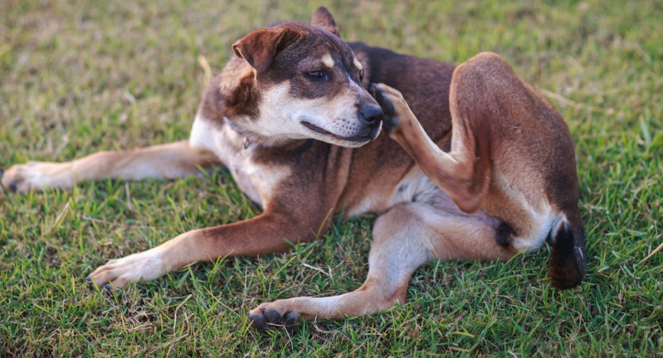 Cómo eliminar las pulgas de los perros