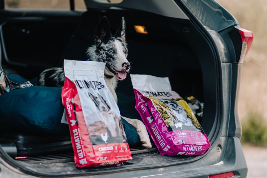 Cómo viajar con un perro