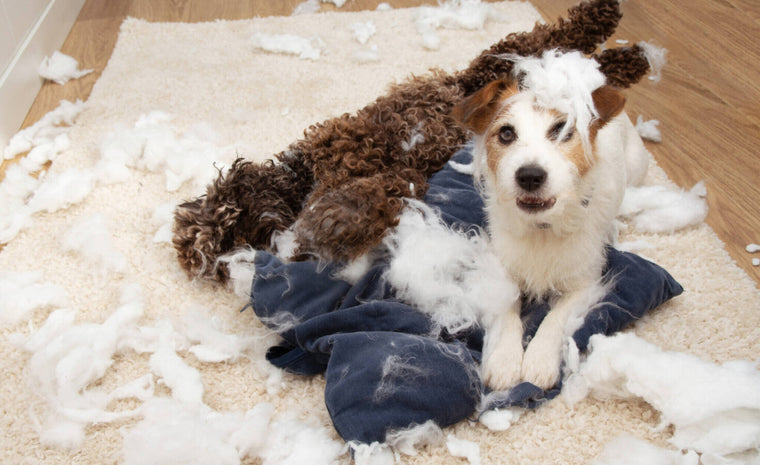Comprender y controlar la ansiedad por separación en los perros