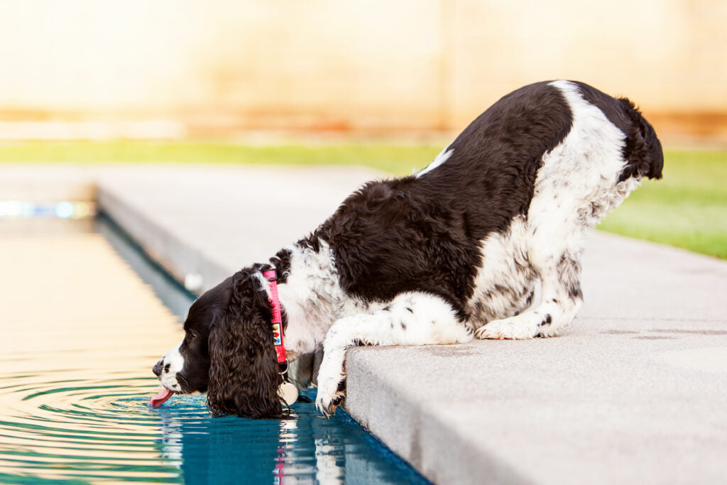 ¿Cuáles son los síntomas de un perro que se está sobrecalentando?