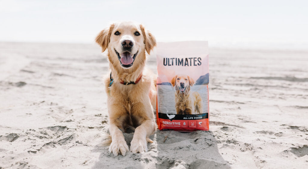 El mejor alimento para perros con estómago sensible