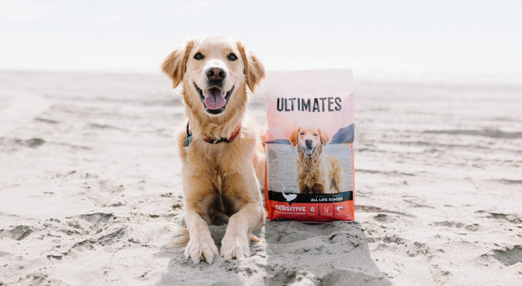 El mejor alimento para perros con estómago sensible