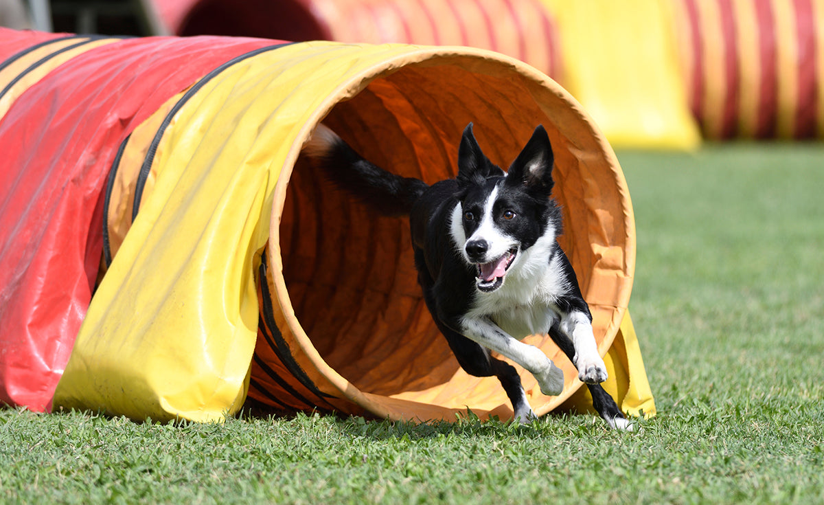 La guía definitiva para el entrenamiento de agilidad canina