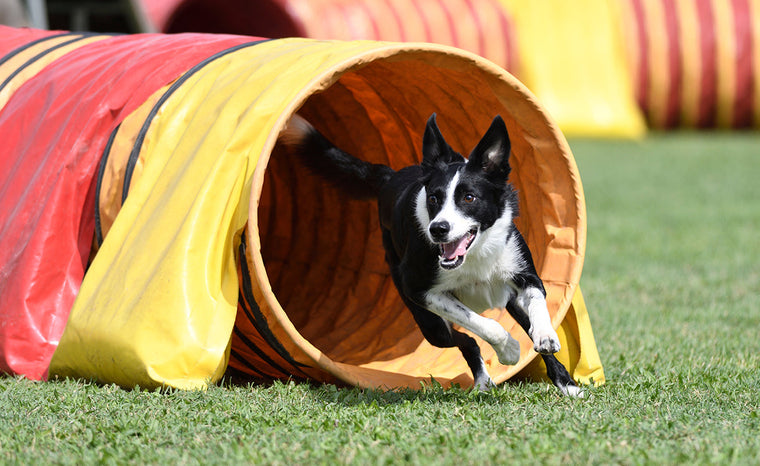 La guía definitiva para el entrenamiento de agilidad canina