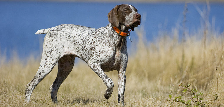 Las mejores razas de perros de caza: una guía completa