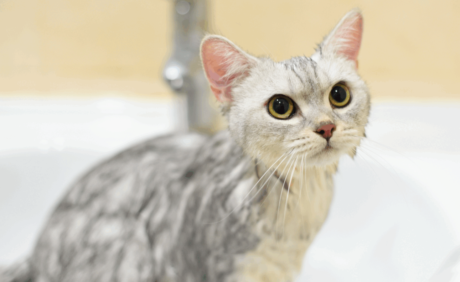 ¿Mi gato necesita un baño?