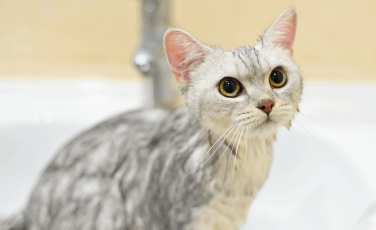 ¿Mi gato necesita un baño?